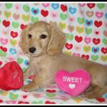 "Nugget's Valentine's Day Photo!