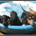 It's a Dachshund Pool Party...with Suds!